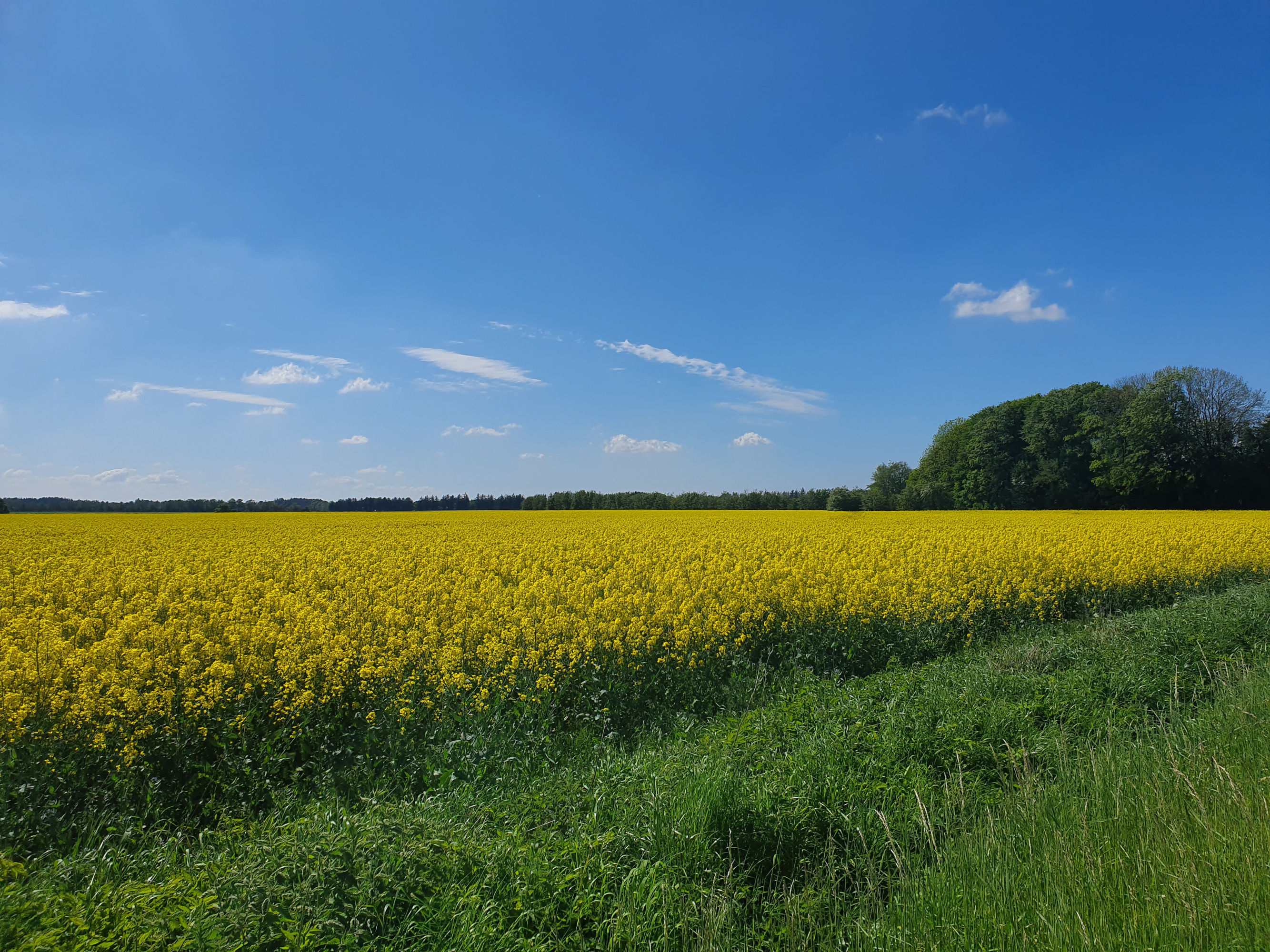 Rapsmark mellem Aabybro og Kaas