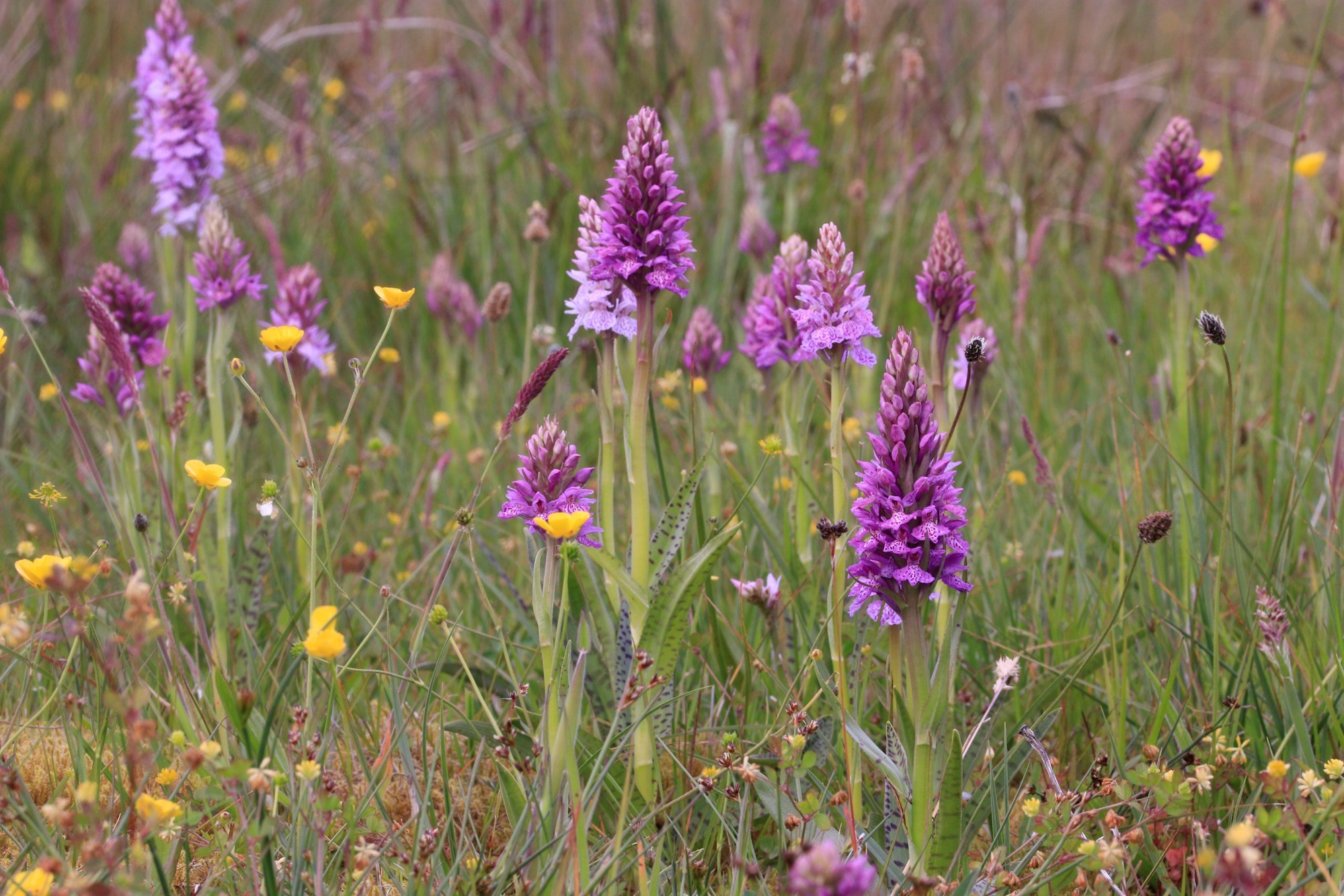 Vendsyssel Gøgeurt Og Plettet Gøgeurt