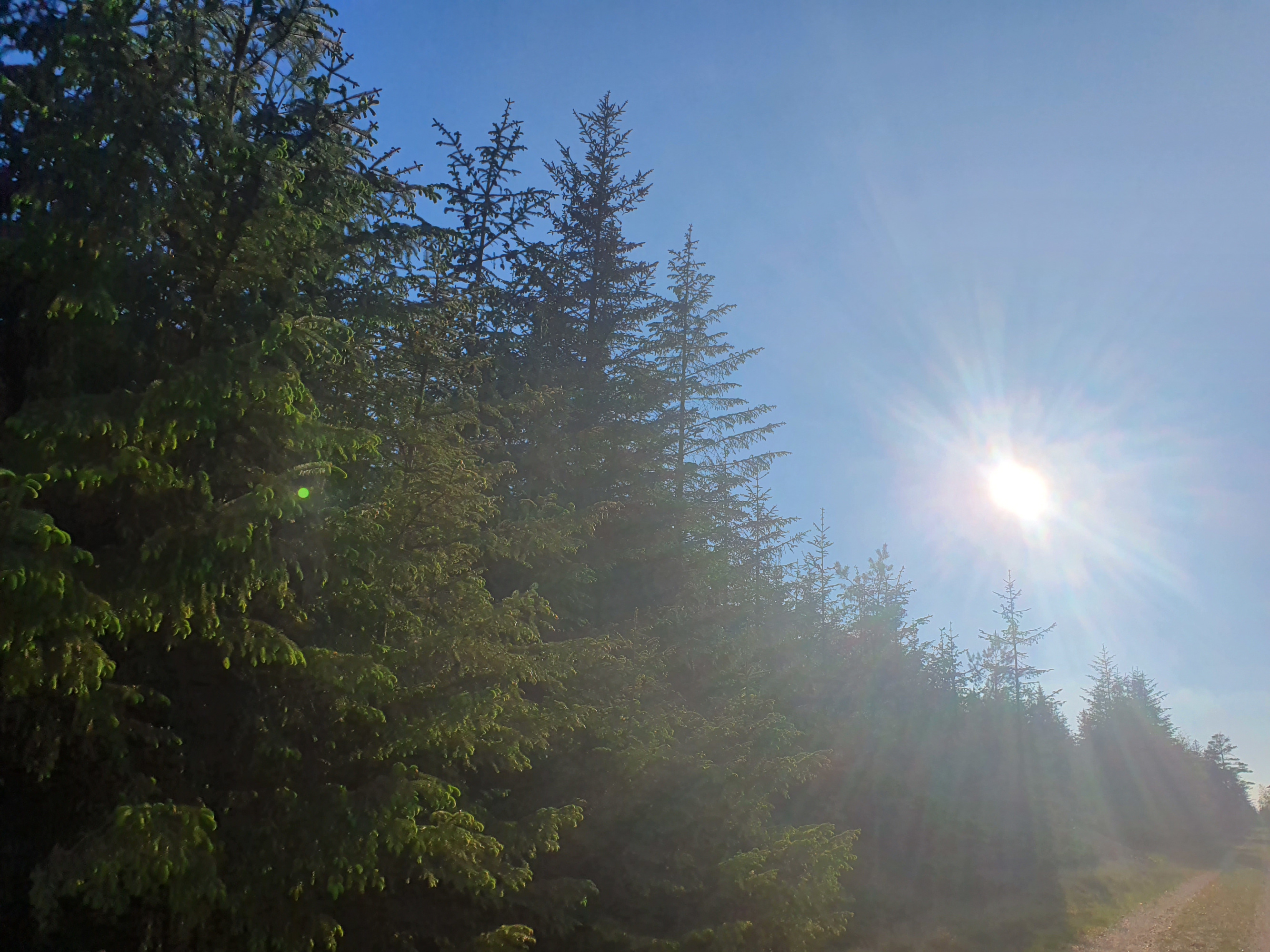 Træer i skov og sol