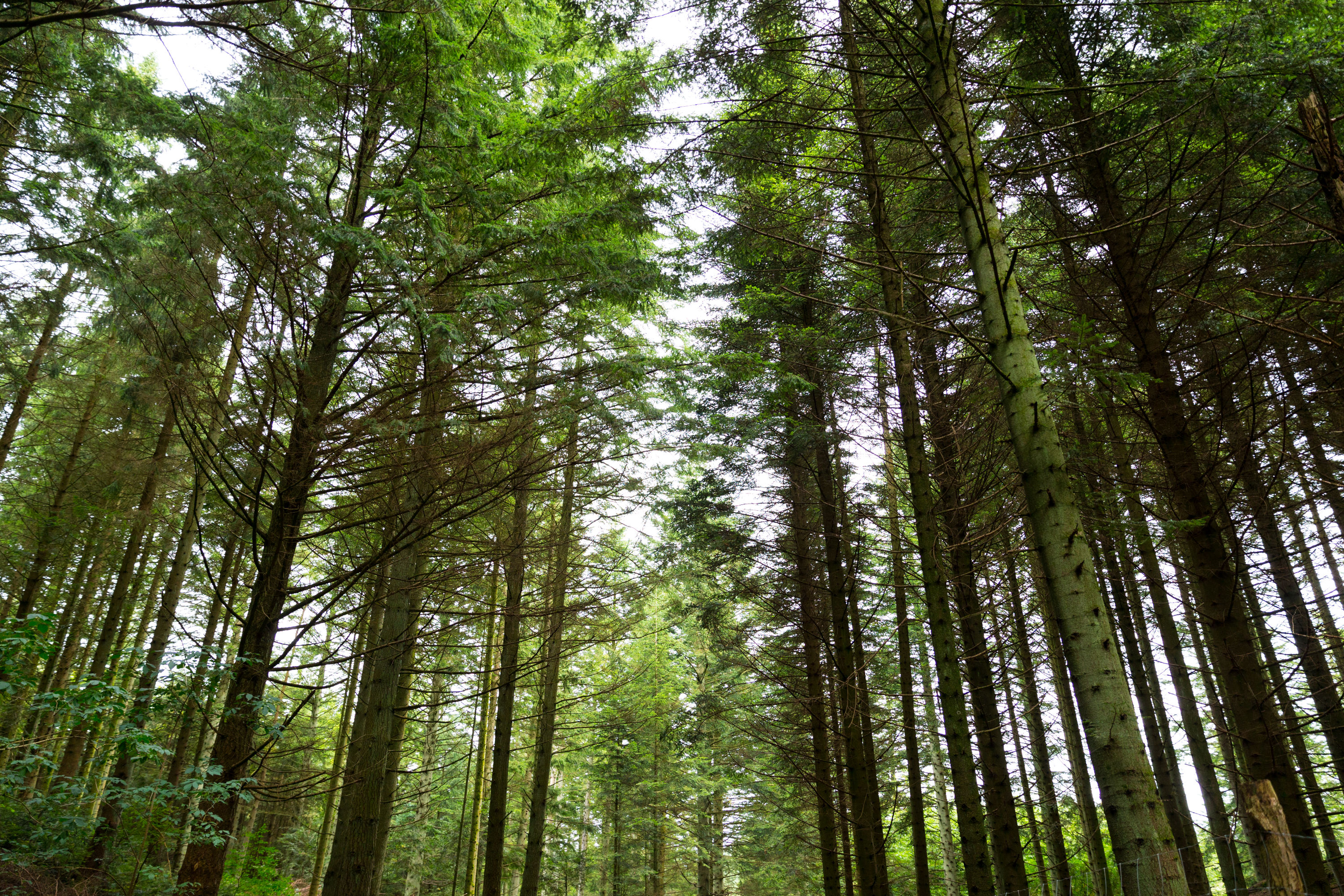 Træer i skov i Tranum