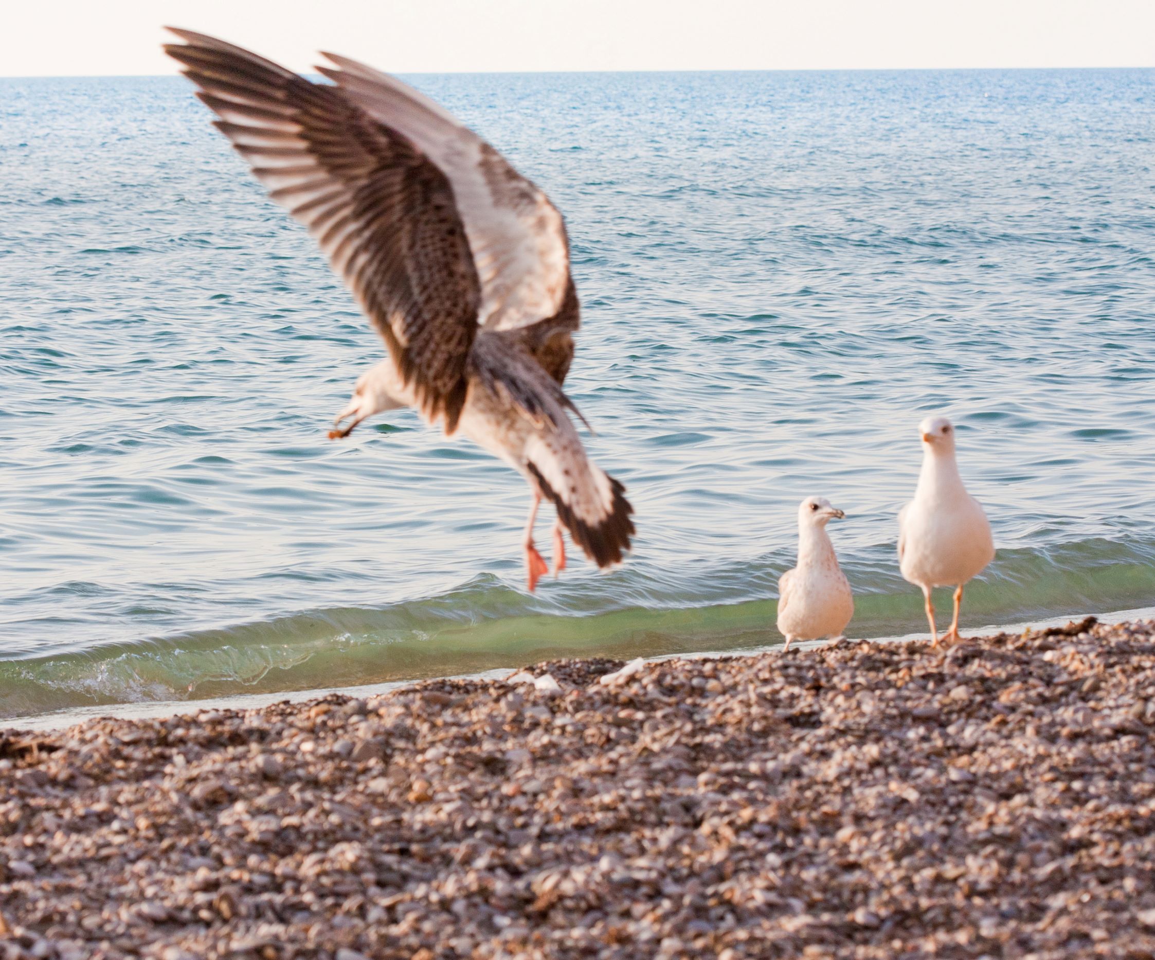 Måger på strand