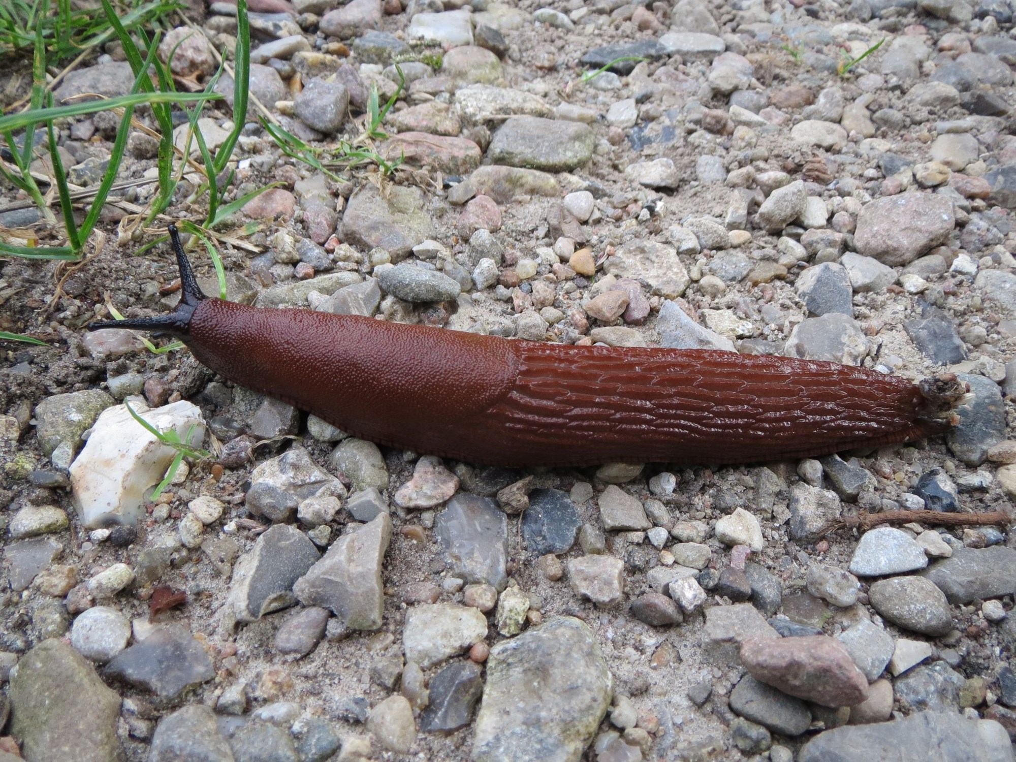 Dræbersnegl skadedyrsbekæmpelse