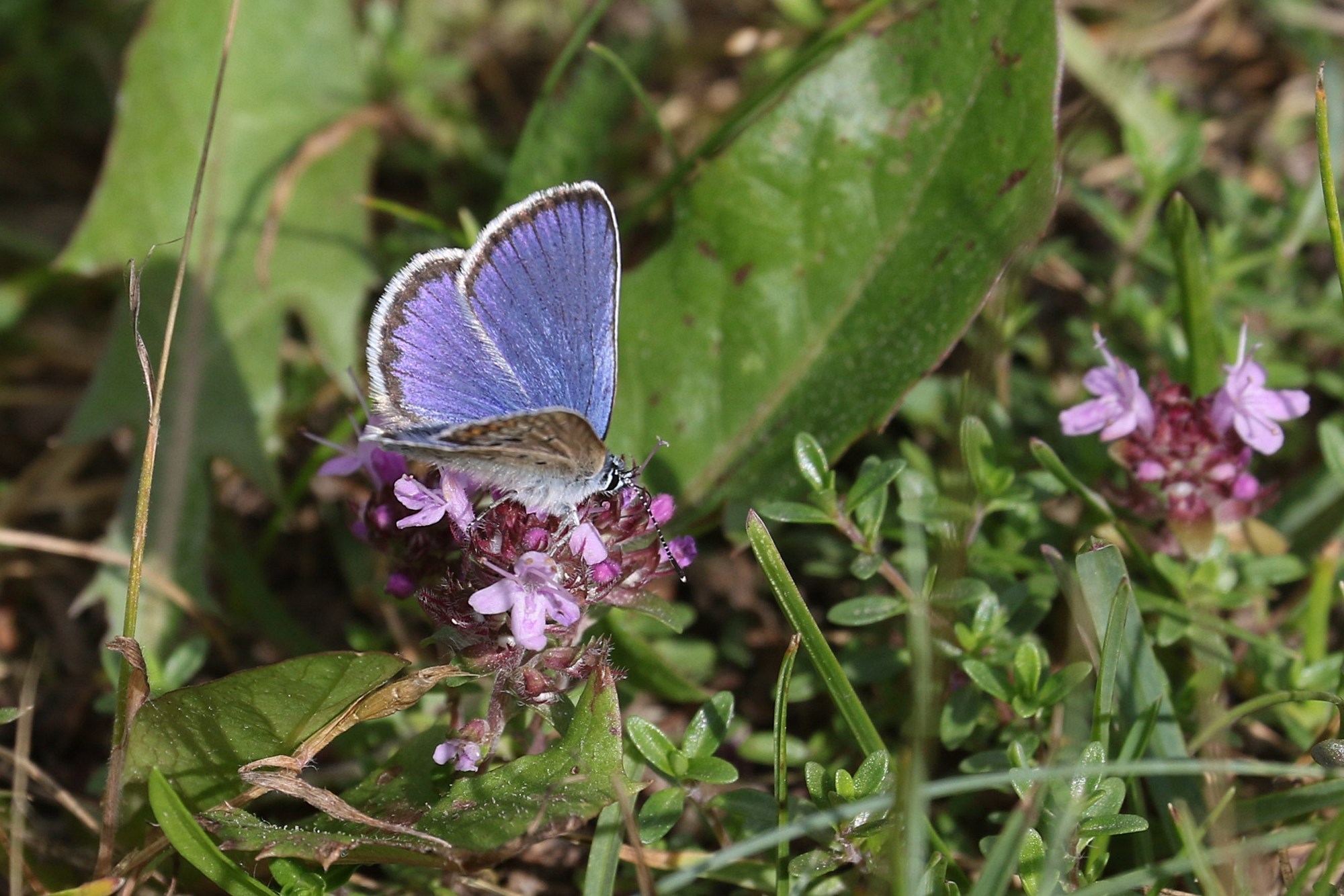 Foranderlig Blåfugl