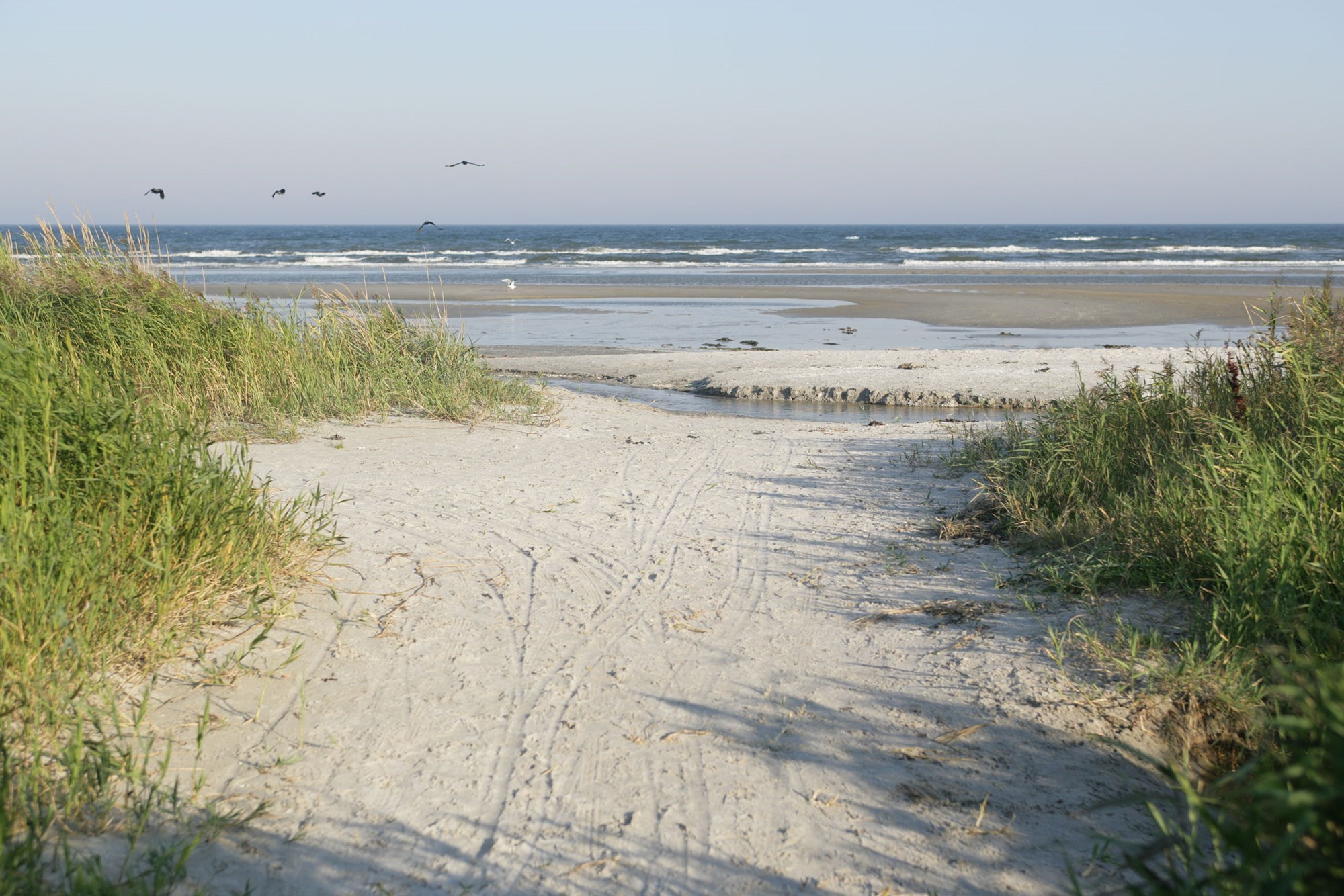 Strand, hav og måger ved Blokhus